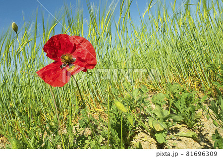 Poppy, Crop Field, Castile and Leon, Spain . Poppy, Crop Field, Castile and Leon, Spain . 81696309