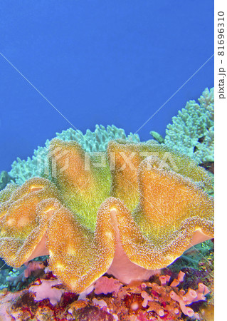 Elephant Ear Coral, Green Toadstool Coral, Lembeh, North Sulawesi, Indonesia 81696310