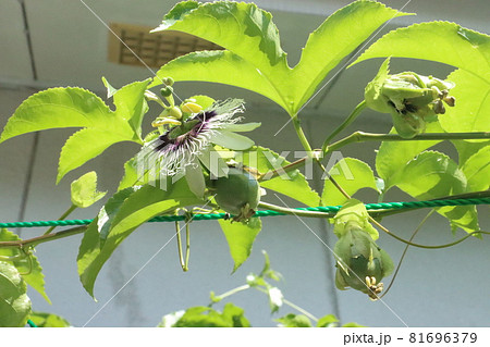 果物時計草の花と結実したパッションフルーツ 81696379
