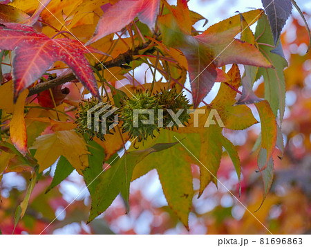 モミジバフウ1 紅葉と実 モミジバフウ1 紅葉と実 81696863
