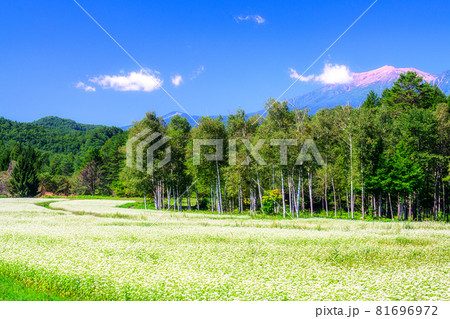 開田高原 ソバの花と木曾御嶽山 開田高原 ソバの花と木曾御嶽山 81696972