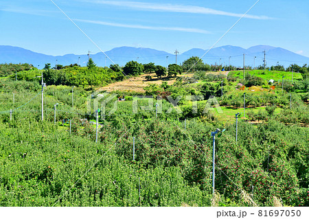 五輪久保のりんご畑より浅間山方面を望む(長野県立科町)【2020.10】 五輪久保のりんご畑より浅間山方面を望む(長野県立科町)【2020.10】 81697050