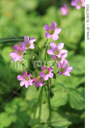 A Pink oxalis oxalis corymbose, Creeping woodsorrel flowers A Pink oxalis oxalis corymbose, Creeping woodsorrel flowers 81697903