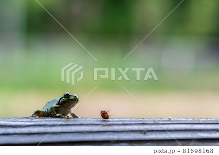 驚いて毛虫を吐き出した緑色の小さいカエルの写真素材 驚いて毛虫を吐き出した緑色の小さいカエルの写真素材