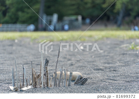夏の終わりの砂浜で（三保海岸） 81699372