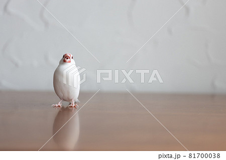 可愛い白い小鳥(白文鳥) 可愛い白い小鳥(白文鳥) 81700038