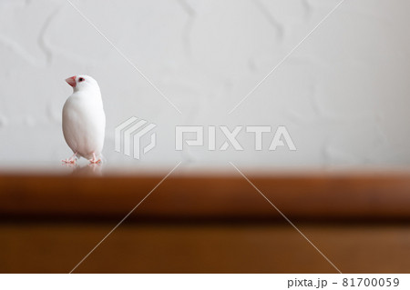 小さな可愛い白い小鳥（白文鳥） 81700059