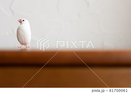 小さな可愛い白い小鳥（白文鳥） 81700061
