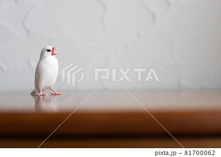 小さな可愛い白い小鳥 白文鳥 の写真素材