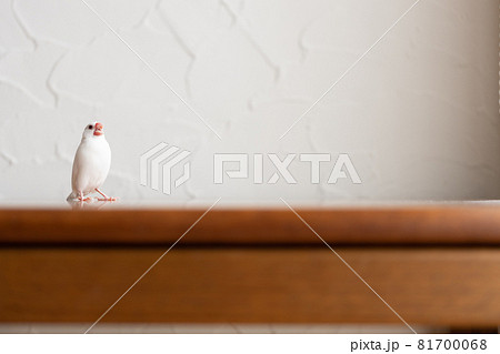小さな可愛い白い小鳥（白文鳥） 81700068