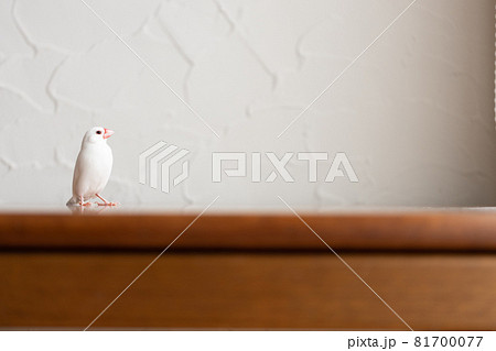 小さな可愛い白い小鳥（白文鳥） 81700077