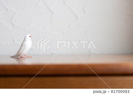 小さな可愛い白い小鳥(白文鳥) 小さな可愛い白い小鳥(白文鳥) 81700083
