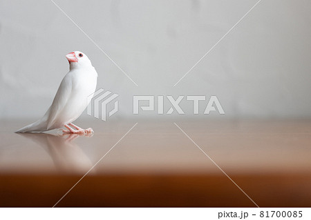 小さな可愛い白い小鳥（白文鳥） 81700085