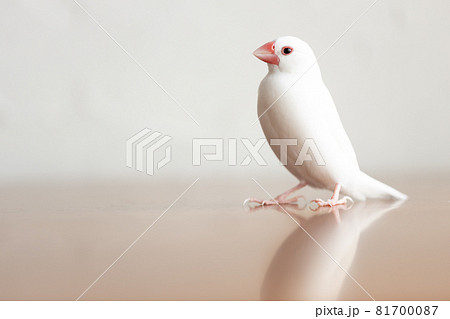 小さな可愛い白い小鳥（白文鳥） 81700087