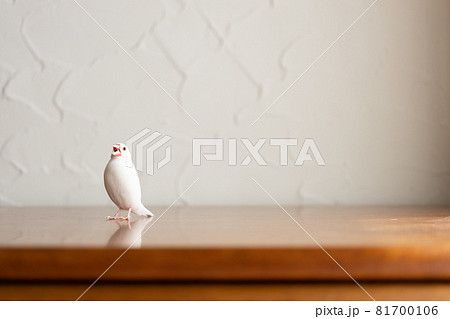 可愛い白い小鳥（白文鳥） 81700106
