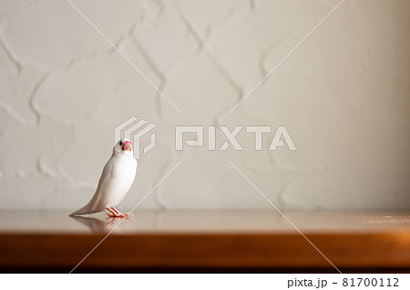 可愛い白い小鳥（白文鳥） 81700112