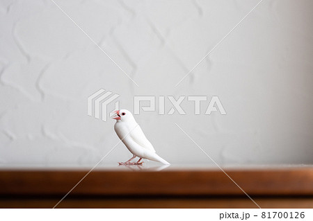 小さな可愛い白い小鳥（白文鳥） 81700126
