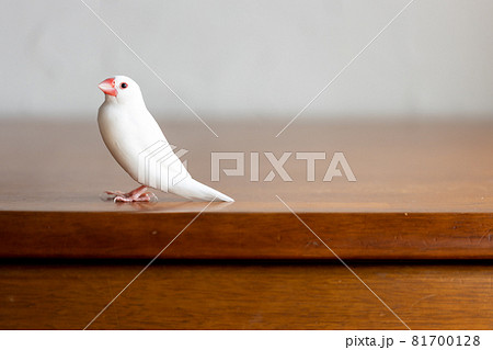 小さな可愛い白い小鳥（白文鳥） 81700128