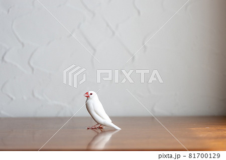 小さな可愛い白い小鳥（白文鳥） 81700129