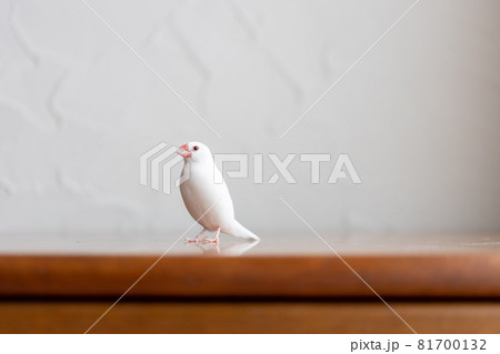 小さな可愛い白い小鳥 白文鳥 の写真素材 小さな可愛い白い小鳥 白文鳥 の写真素材
