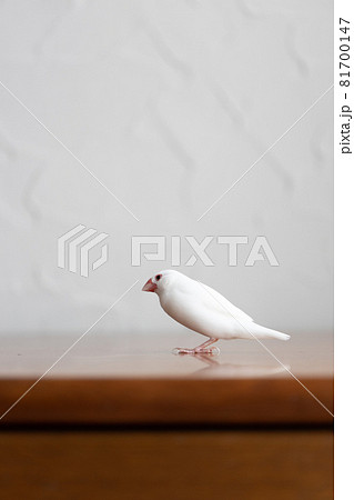 小さな可愛い白い小鳥（白文鳥） 81700147