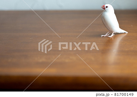 小さな可愛い白い小鳥 白文鳥 の写真素材
