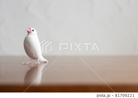 小さな可愛い白い小鳥 白文鳥 の写真素材