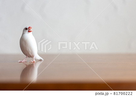 小さな可愛い白い小鳥（白文鳥） 81700222