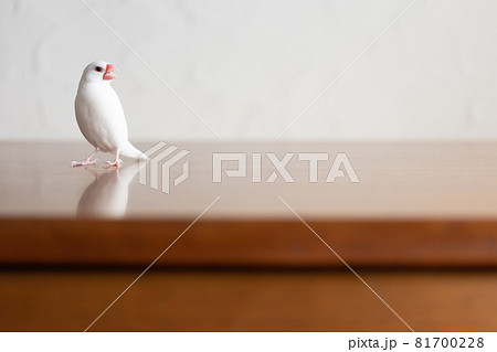 小さな可愛い白い小鳥（白文鳥） 81700228