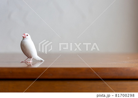 小さな可愛い白い小鳥 白文鳥 の写真素材 小さな可愛い白い小鳥 白文鳥 の写真素材