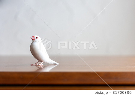 小さな可愛い白い小鳥（白文鳥） 81700306