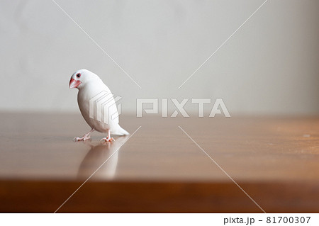 小さな可愛い白い小鳥（白文鳥） 81700307
