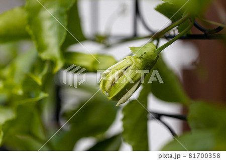 パッションフルーツの花のつぼみの写真素材