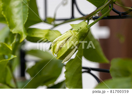パッションフルーツの花のつぼみの写真素材