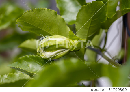パッションフルーツの花のつぼみ 81700360