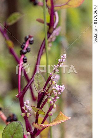 ツルムラサキの花と実の写真素材