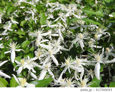 センニンソウ（仙人草） 81700693