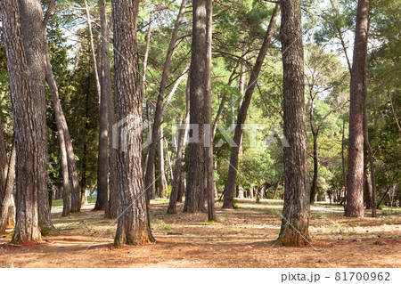 Pine forest on a sunny day. Beautiful landscape of pine forest in summer day. Nature Wallpaper. The tall trees of the pine trees growing in the old forest. High quality color photo 81700962