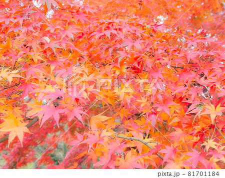 紅葉1 81701184