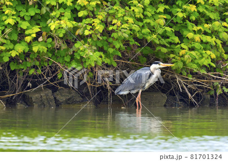 Grey Heron, Biesbosch National Park, Netherlands Grey Heron, Biesbosch National Park, Netherlands 81701324