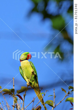 Alexandrine Parakeet, Royal Bardia National Park, Nepal Alexandrine Parakeet, Royal Bardia National Park, Nepal 81701340