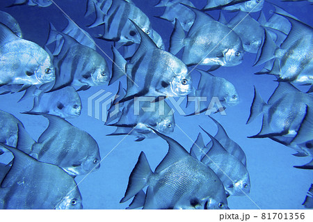 Atlantic Spadefish, Caribbean Sea, Playa Giron, Cuba Atlantic Spadefish, Caribbean Sea, Playa Giron, Cuba 81701356