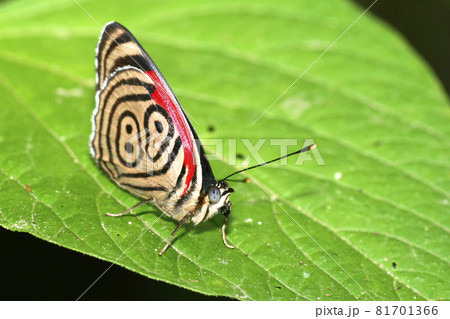 Tropical Butterfly, Napo River Basin, Amazonia, Ecuador Tropical Butterfly, Napo River Basin, Amazonia, Ecuador 81701366