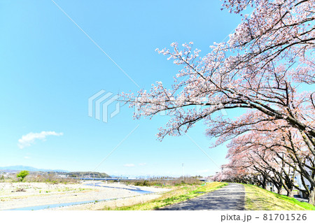 睦橋/多摩川付近の桜並木(東京都福生市)【2020.4】 睦橋/多摩川付近の桜並木(東京都福生市)【2020.4】 81701526