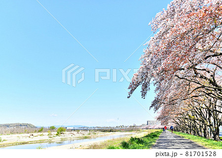 睦橋／多摩川付近の桜並木(東京都福生市)【2020.4】 81701528