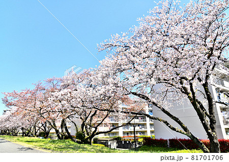 福生団地付近(多摩川沿い)の桜並木(東京都福生市)【2020.4】 81701706