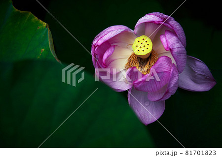 儚く枯れかけた美しい睡蓮の花の写真素材 [81701823] - PIXTA