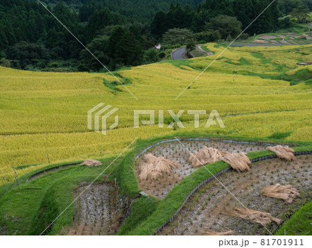 稲刈りが始まった棚田【三重県熊野市紀和町　丸山千枚田】 81701911