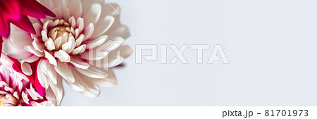 Bunch of red and white dahlias Bunch of red and white dahlias 81701973