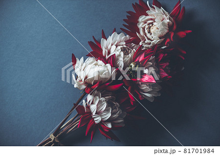 Bunch of red and white dahlias Bunch of red and white dahlias 81701984